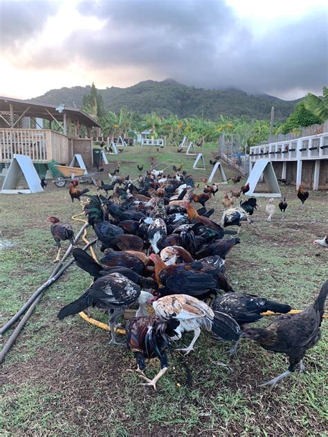 Gamefowl supplies. Gamefowl supplies, fighting rooster supplies, cockfighting equipment for sale, gamefowl training equipment, Mexican gamefowl cages, rooster accessories, belle farms drop pens, Mexican chicken pens, and … 