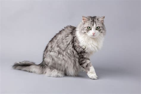 Gammal katt spyr ofta