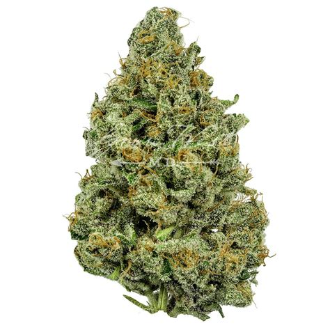 This smooth feeling hybrid is indica dominant with the indica-sativa ratio of 60:40. The THC level of Banana Kush is 18-25%, whereas the CBD level is nearly 0.1%. This strain is the highest bidder for taste in the Californian Cannabis world. Capable of giving an applaud able high, the indica potent is highly sleep inducing, therefore it is .... 