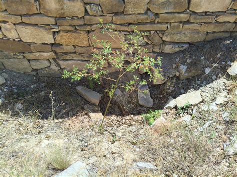 Ganiseyh Halı ve Koltuk Yıkama