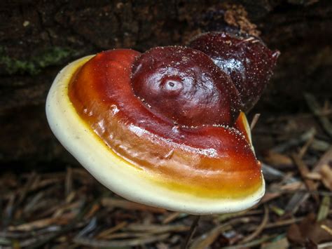 Ganoderma oregonense medicinal properties.  Explore detailed insights and expert advic...