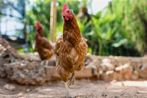 Symptoms of gapeworms in chickens include open-mouth breathing, neck extended upwards, coughing, head-shaking, loss of appetite, weakness, and emaciation. . 