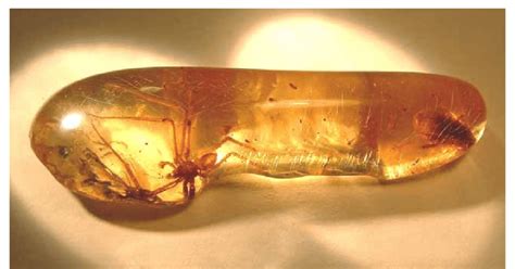 Garcorops madagaskar. 