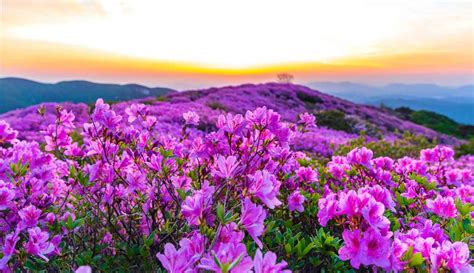 Garden Guides Common Flowers in Korea