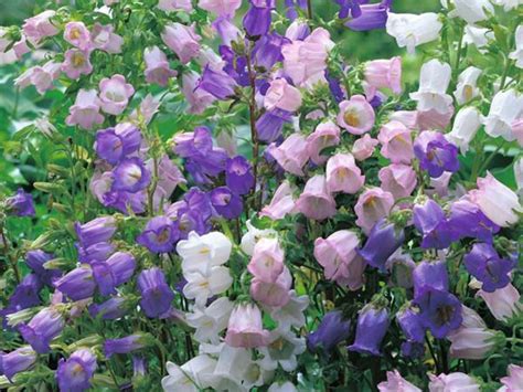 Garden Guides Flowers That Look Like Bells