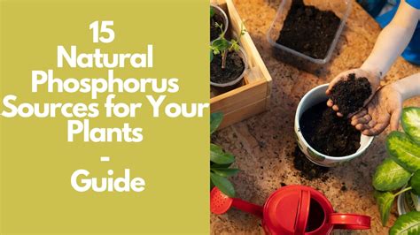 Garden Guides High Phosphorus Plant Food