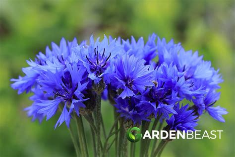 Garden Guides How to Care for Cornflower