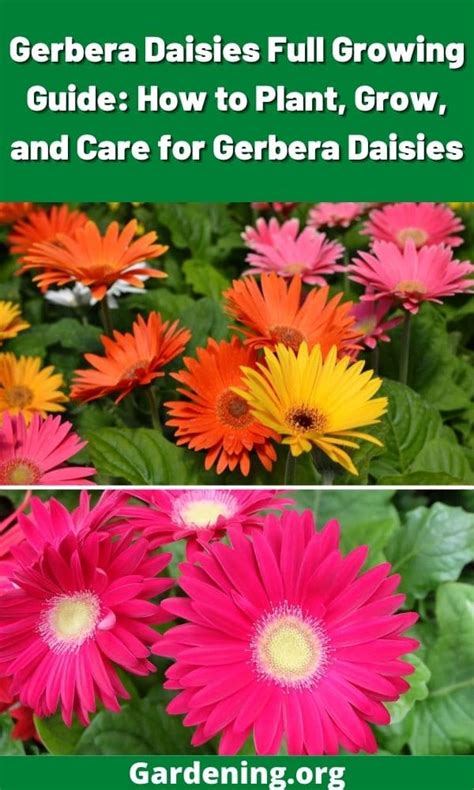 Garden Guides How to Care for Gerbera Daisies With Leaf Mold