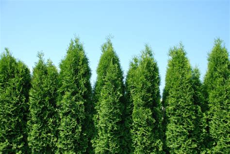 Garden Guides How to Care for a Thuja Green Giant