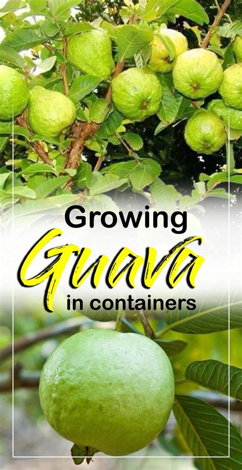 Garden Guides How to Grow a Guava Tree From Seed