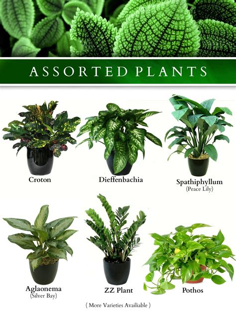 Garden Guides How to Identify Types of House Plants