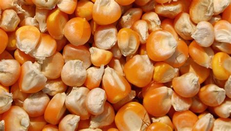 Garden Guides How to Soak Corn Seed Before …