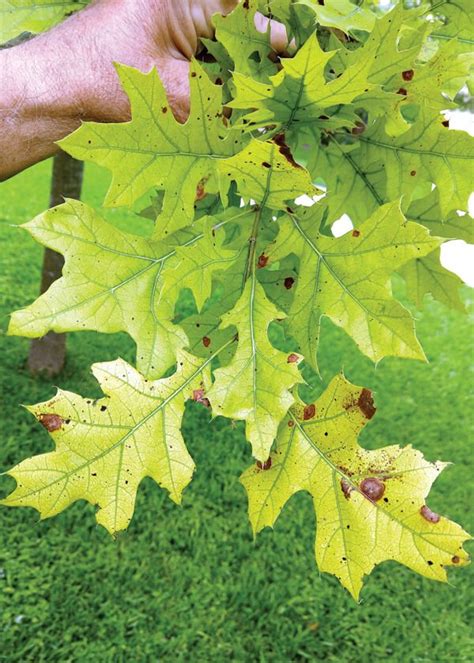 Garden Guides How to Trim Pin Oak Trees