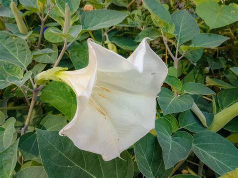 Garden Guides Meaning of Datura