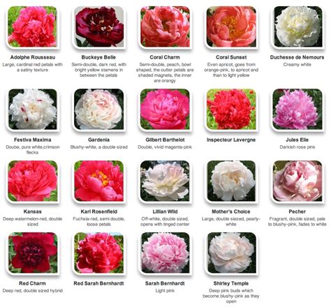 Garden Guides Peony Identification