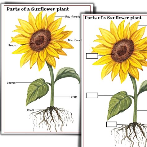 Garden Guides Sunflower Plant Parts