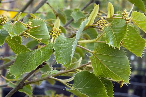 Garden Guides Types of Linden Tree