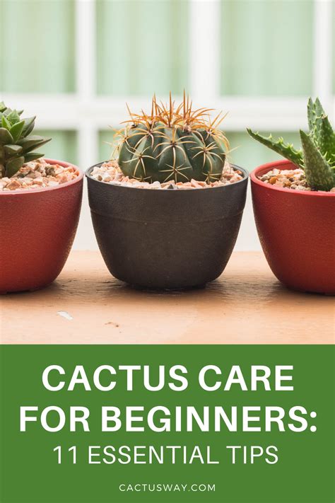 Garden centre cactus and succulent care beginner s guide to caring for succulents and types of cactus. - Uniform securities agent state law exam license exam manual passtrak.