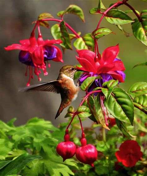 Garden for hummingbirds