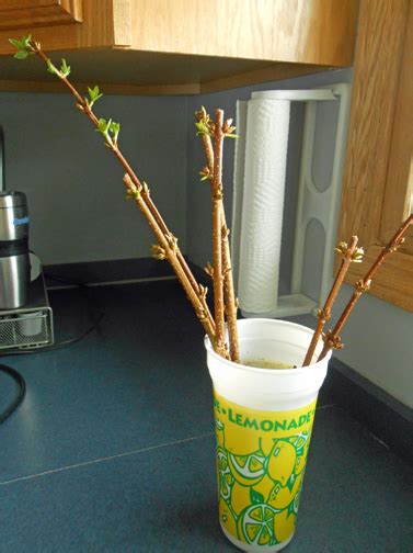 GardenAtoZ - Forsythia buds killed - Garden A to Z