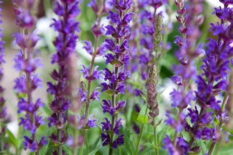Gardeners guide to growing salvias gardeners guide to growing series. - 2015 certified specialist of wine study guide.