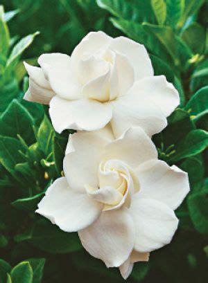 Gardenia jasminoides Biraz nazlı bir çiçek.