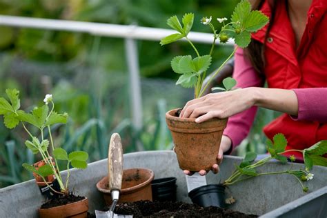 Gardening Canadian Living