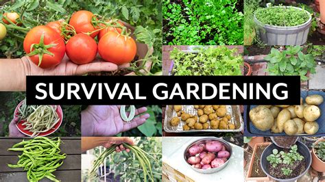 Gardening complete survival guide for sustainable and efficient living through raising an organic garden. - Conversaciones con billy wilder (libros singulares (ls)).