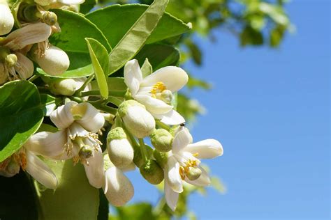 Gardening in Florida: Enjoy the Beauty of Orange Blossoms!