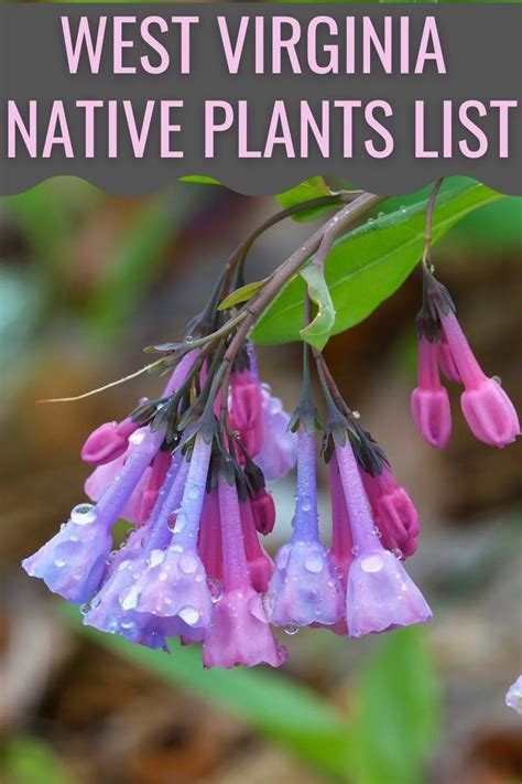 Gardening in West Virginia - What to Plant in Spring & Fall