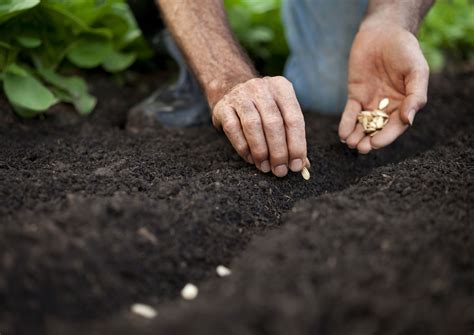Gardening seeds. Things To Know About Gardening seeds. 