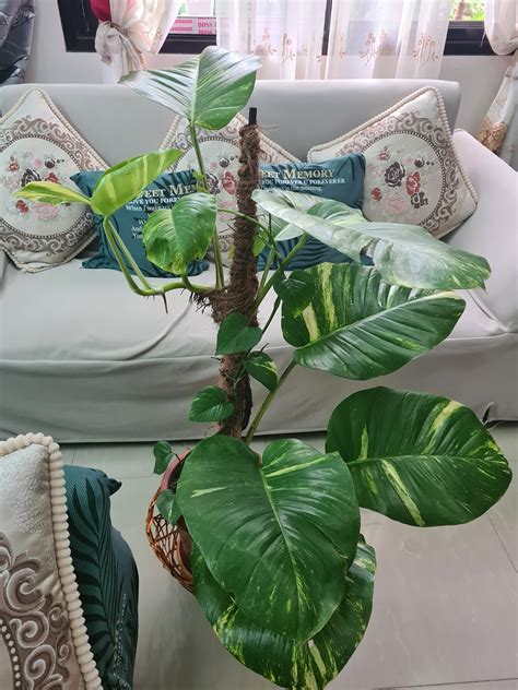 🍌 XXX Gardenofemily Onlyfans Leak