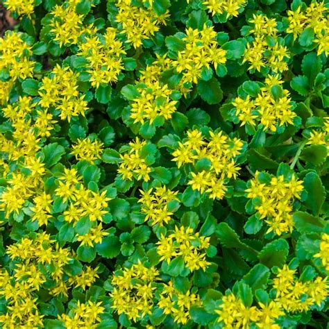 Gardens Alive! Golden Creeping Sedum in Bareroot - Lowes