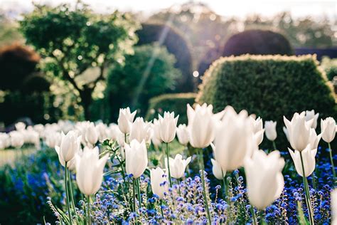 Gardens to see tulips - The English Garden The …