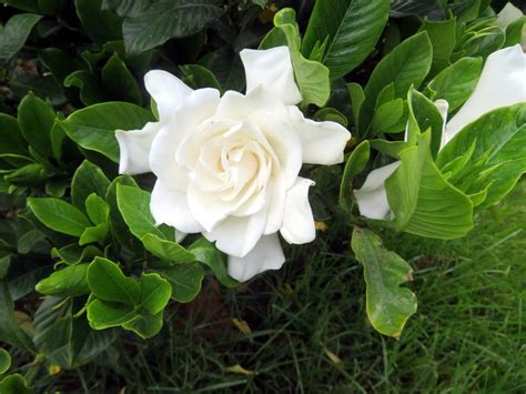 Gardenya Halı ve Koltuk Yıkama