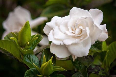 Gardinas - jasmine. Gardenias require a rich very acid soil, with a pH of 4.5 to 5. An abundance of moisture is the most important factor in successful gardenia culture, and providing humidity by sprinkling the leaves each morning will help your gardenia produce her fragrant flowers. 