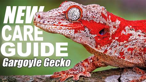 Gargoyle Gecko Care Sheet Guide)