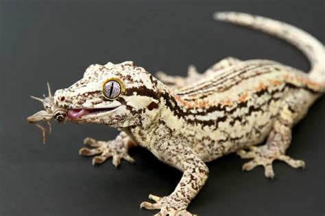 Gargoyle Gecko Price