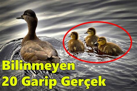 veodersti.rgarabwor.edu.pl. 