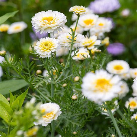 Garland Chrysanthemum