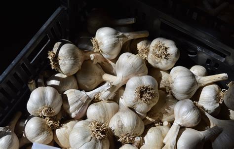 Garlic Oil - Maine Organic Farmers and Gardeners