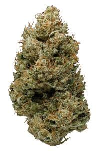 Garlic Cocktail is a hybrid weed strain made from a genetic cross between GMO Cookies and Mimosa and bred by Loud Flower Farms. This strain is 60% sativa and 40% indica. Garlic Cocktail is 28% THC, making this strain an ideal choice for experienced cannabis consumers. The average price of Garlic Cocktail typically ranges from $12-$18.. 