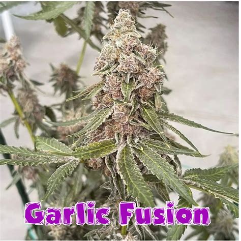 Garlic fusion strain. Pack Size. 3 pack, 6 pack, 12 pack. Genetics. Garlicane (GMO x Slurricane) x Slurricane #23. Cannabis Type. Feminized Photoperiod. 