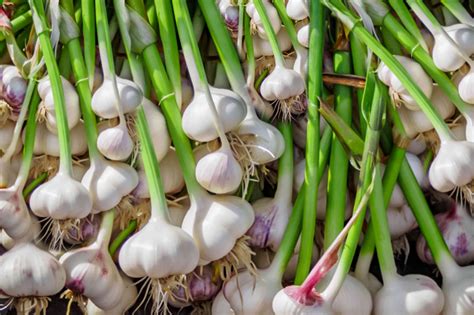 Garlic plants. Sep 7, 2020 · The recommended time for planting garlic in colder climates is mid-fall – October in zone 5. That certainly works but is that the best time? Spring bulbs, like tulips, are also planted in fall but common advice for these is to plant them as soon as you get them. Earlier is certainly better than later. Planting earlier allows the bulb more ... 
