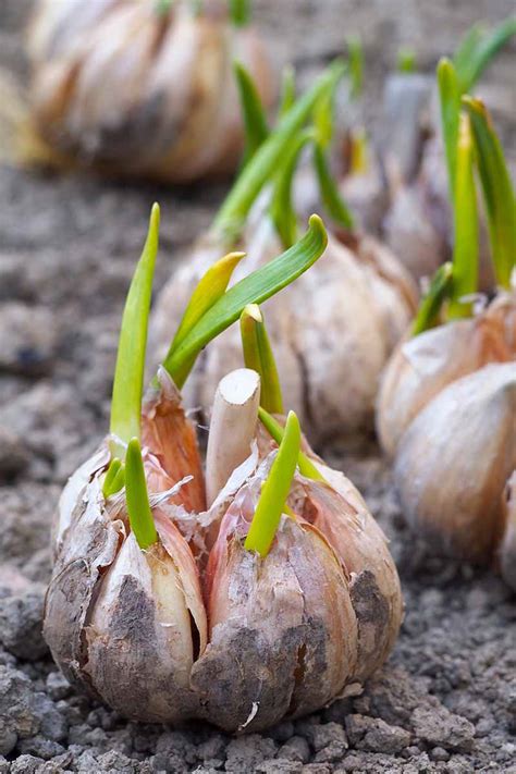 Garlic sprouting. Place the bag in the freezer for 4 to 6 weeks to trick them into thinking they’re frozen. After chilling, break the garlic bulb into individual cloves. Plant the cloves about 2 inches deep with the pointed ends facing up. Use nutrient-rich, well-draining soil. Cover the cloves with more soil and gently tamp down. 