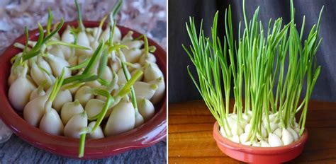 Garlic sprouts. Things To Know About Garlic sprouts. 
