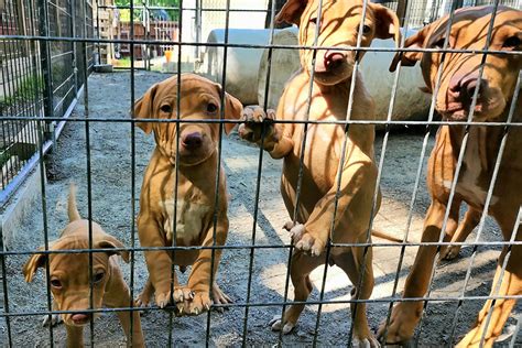 "Welcome to Tom Garner Kennels, your #1 source for the highest quality pit bulls available on the planet today. We have produced more noteworthy dogs and satisfied customers in the past 45 years than any other Pit Bull breeding kennel on the planet.