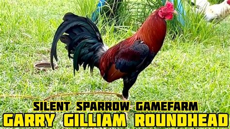 Gallos y pollos round head pata blanca de Mr. Gary Gilliam de Gilliam game Farm en Oklahoma.