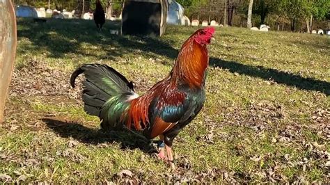 Gilliam Game Farm, Tahlequah, Oklahoma. 93,014 likes · 91 talking about this · 385 were here. Selling nice quality game fowl !! Breeding and Show fowl !! Not to be sold for illegal purposes!! If Gilliam Game Farm | Tahlequah OK. 