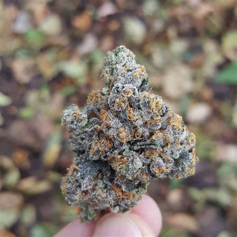 Gary peyton strain. Gary Payton is a popular hybrid indica strain with sweet, fuel, and stone fruit flavors. Learn about its effects, prices, seeds, awards, and how to order it online with Leafly. 